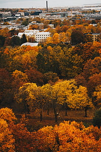 Orange Trees Near Buildings thumbnail