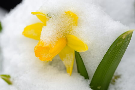 yellow flower on ice thumbnail