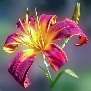 Purple and Yellow Petal Flower thumbnail