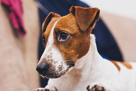 adult white and tan Jack Russell terrier thumbnail