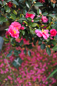 Camellia Sasanqua, Flowers thumbnail