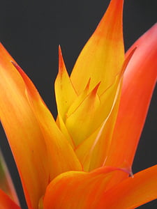 macro photography of yellow and red leaf plant thumbnail