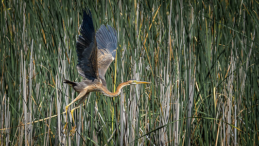 brown bird flying over grasses thumbnail