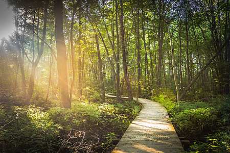 pathway between green leafed trees thumbnail
