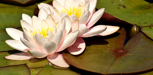 close-up of pink waterlily flowers thumbnail
