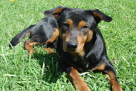 medium short-coated black and tan dog lying on lawn thumbnail