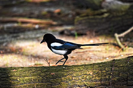 selective focus of blue and black bird on log thumbnail