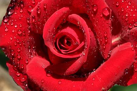 closeup photo of red rose thumbnail