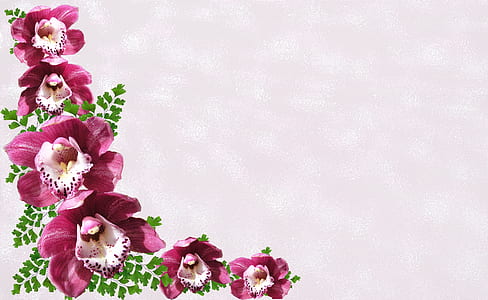 maroon and white lady slipper flowers thumbnail
