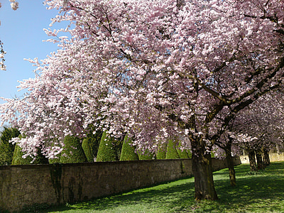 cherry blossom tree near concrete wall thumbnail