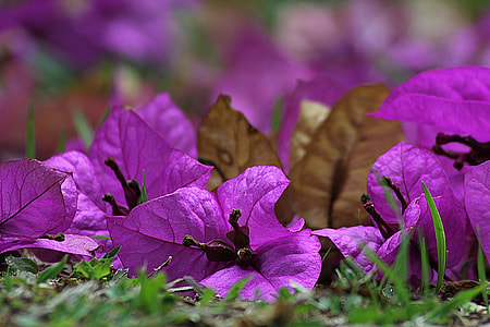 closeup photograph of purple Bougainvillea flower at daytime thumbnail