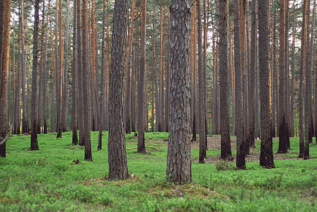 In the forest thumbnail