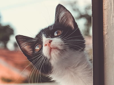 selective focus photography of white and black kitten thumbnail