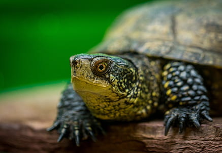 green turtle thumbnail