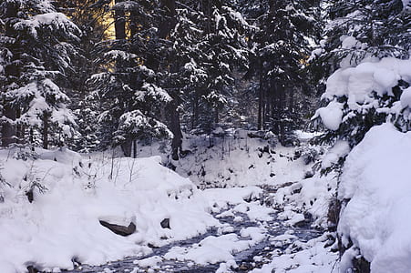 cold, snow, nature, forest thumbnail