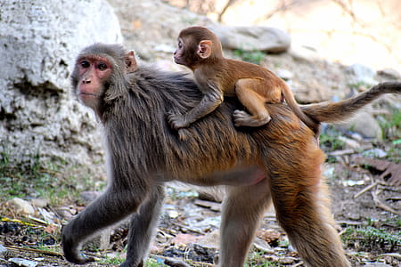 Photo Of Monkeys thumbnail