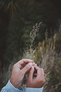 person holding white plant thumbnail