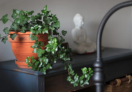 green leafed plant in pot thumbnail