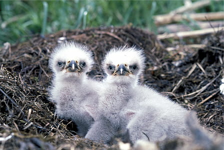 two gray birds on top of brown soil thumbnail