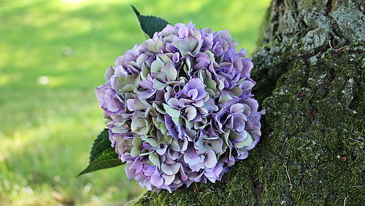 purple and green flowers on tree trunk thumbnail