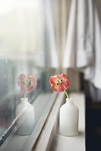 pink flower on window thumbnail