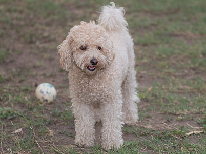 brown toy poodle on ground thumbnail