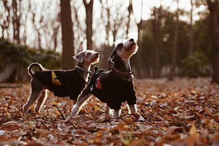 two short-coated black and white puppy on dyed leaves outdoors thumbnail