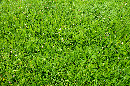 Just A Meadow, Wildflowers thumbnail