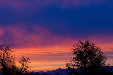 silhouette of tree during golden hour thumbnail