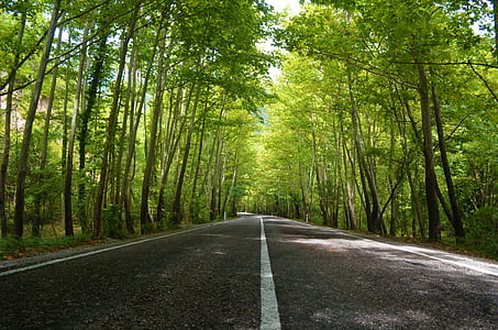 gray roadway between green leafed trees thumbnail