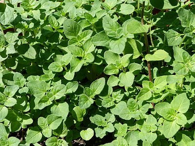 green leaves thumbnail