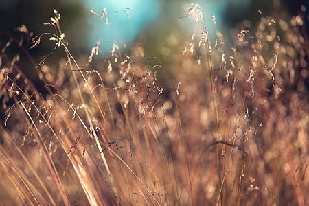 selective photo of brown grass thumbnail