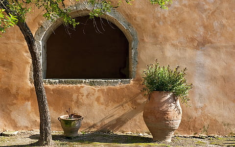 brown clay pot with green plant near wall during daytime thumbnail