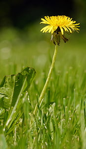 shallow focus photography of yellow daisy during daytime thumbnail