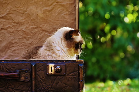 cat resting on opened luggage thumbnail