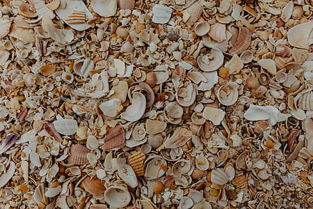 Sea shells on the beach, Algarve, Portugal thumbnail
