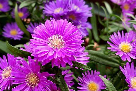photography of purple petaled flowers thumbnail