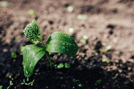 Early spring garden thumbnail