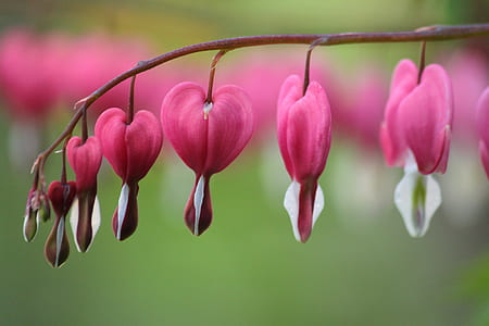 closeup photography of pink bleeding heart flower thumbnail