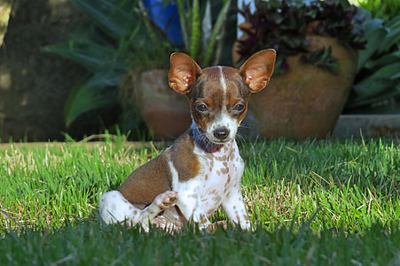 brown and white puppy on grass thumbnail