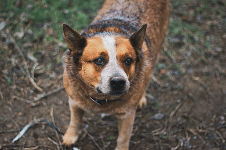 selective focus photography of brown dog standing on dirt thumbnail