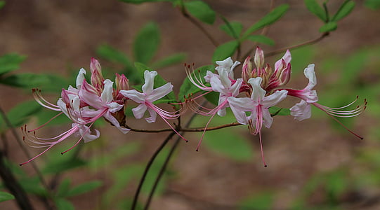 selective focus photo of white petaled flowers thumbnail