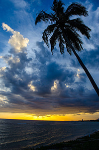 Sunset landscape and seascape with palm tree in Hawaii thumbnail