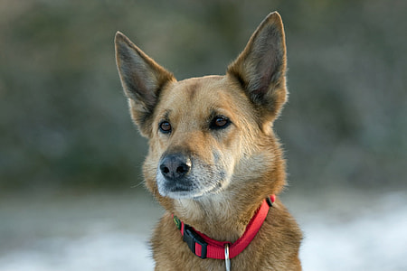 short-coated tan dog with red collar on selective focus photo thumbnail
