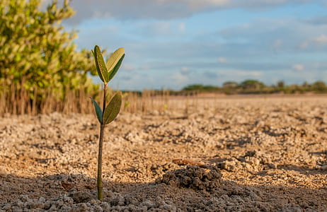 green leafed sapling thumbnail