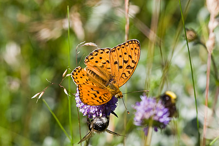 Butterfly, High Brown Fritillary thumbnail
