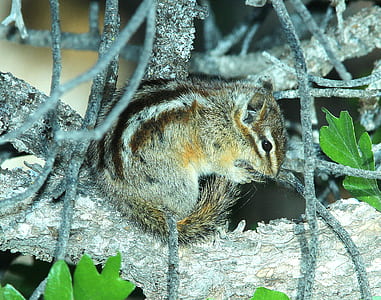 Brown Squirrel on Tree Trunk thumbnail