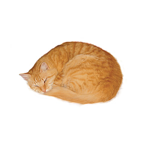 photo of sleeping orange Tabby cat thumbnail