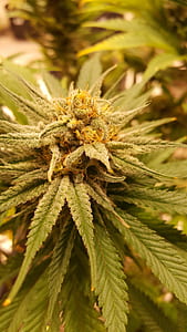 Marijuana herb thumbnail