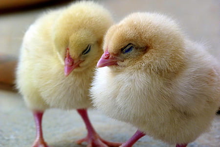 closeup photo of two chicks thumbnail